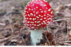06_Fliegenpilz_01