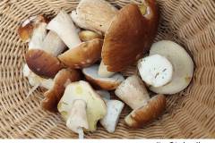 08_gesammelte-Steinpilze