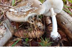 10_Pantherpilz_01