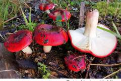 13_Roter-Heringstaeubling