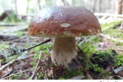 16_Steinpilz