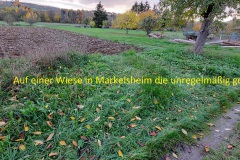 1_Auf-einer-Wiese-in-Markelsheim-die-unregelmaessig-gemaeht-wird