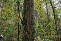 Pilz-Fuehrung-23.11.2022-1