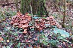 Pilz-Fuehrung-23.11.2022-2